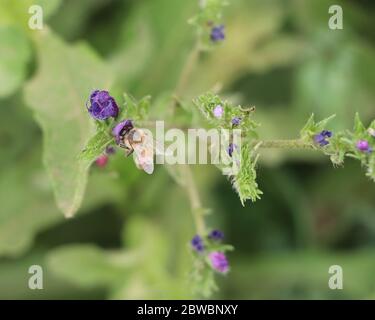 Biene auf Blüte Stockfoto