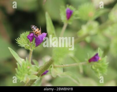 Biene auf Blüte Stockfoto