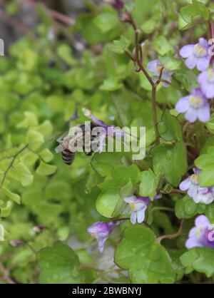 Biene auf Blüte Stockfoto