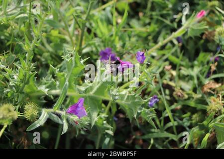 Biene auf Blüte Stockfoto