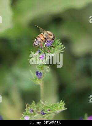 Biene auf Blüte Stockfoto