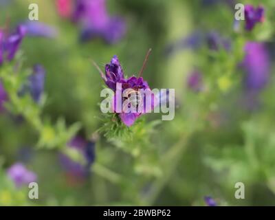 Biene auf Blüte Stockfoto