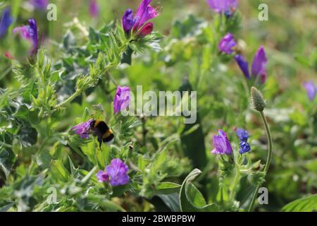 Biene auf Blüte Stockfoto