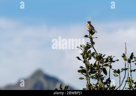 Ein Vogel singt auf einer Stechpalte mit den Bergen im Hintergrund. Stockfoto