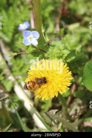 Biene auf Blüte Stockfoto