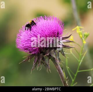 Biene auf Blüte Stockfoto