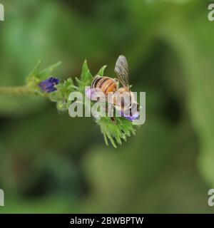 Biene auf Blüte Stockfoto