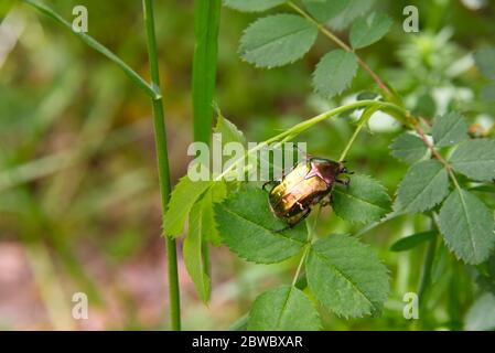 Bunte Mai Käfer sitzen auf grünen Blättern, Frühling Bug Stockfoto