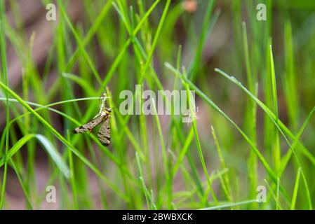Bunte Mücke, Frühling Insekten auf einem grünen Gras Hintergrund Stockfoto