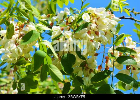 Helle bunte Cluster von weißen Blüten mit grünen Blättern, die auf einem Akazienbaum blühen. Viele helle Zweige mit Blumen wie Samt gelegen. Stockfoto