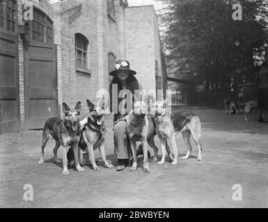 Lady Edith Windham 's Elsässer Wolf Hunde . Lady Edith Windham mit ihren vier Hunden auf der Meisterschaftsshow des Elsässer Wolf Dog Clubs in der Holland Park Rink Hall. 14 Mai 1925 Stockfoto