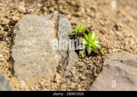 Saftige Hausblume in einem Steingarten gepflanzt. Steingarten sempervivum Pflanze aus nächster Nähe. Stockfoto