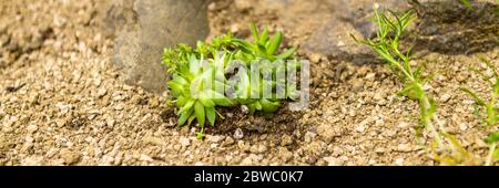 Saftige Hausblume in einem Steingarten gepflanzt. Steingarten sempervivum Pflanze Panorama Nahaufnahme. Stockfoto