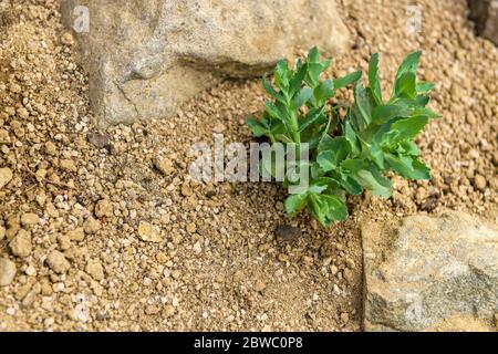 Saftige Sedum-Blume in einem Steingarten gepflanzt. Steingarten Pflanze aus nächster Nähe. Stockfoto