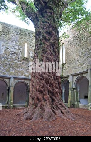 Der Baum in der Muckross-Abtei, Irland Stockfoto