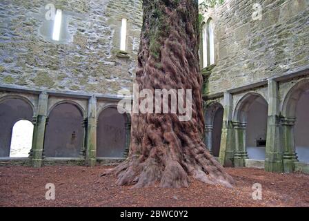 Der Baum in der Muckross-Abtei, Irland Stockfoto