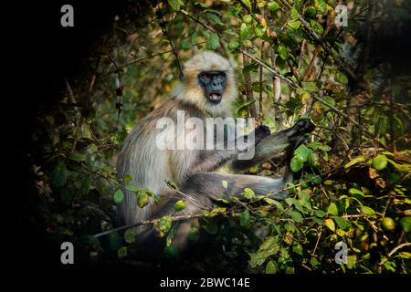 Grey Langur / Hanuman Langur, eine liebenswerte Pose! Wir können uns in der Natur sinnvoller miteinander verbinden! Mütter kümmern sich um die Natur Stockfoto