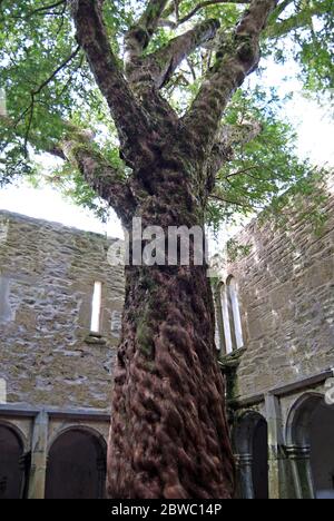 Der Baum in der Muckross-Abtei, Irland Stockfoto