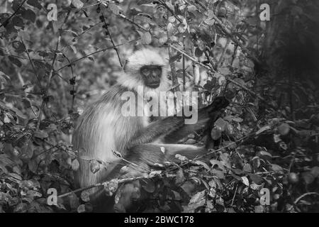 Grey Langur / Hanuman Langur, eine liebenswerte Pose! Wir können uns in der Natur sinnvoller miteinander verbinden! Mütter kümmern sich um die Natur Stockfoto