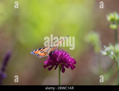 Ein kleiner Tortoiseshell Schmetterling mit halb geöffneten Flügeln, sitzend auf einer hellen rosafarbenen Knautia Macedonica Blume. Stockfoto