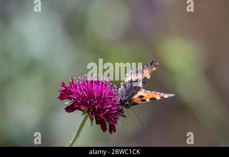 Ein kleiner Tortoiseshell Schmetterling mit halb geöffneten Flügeln, sitzend auf einer hellen rosafarbenen Knautia Macedonica Blume. Stockfoto