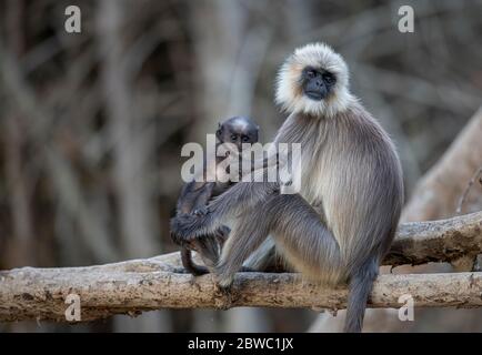 Grey Langur / Hanuman Langur, eine liebenswerte Pose! Wir können uns in der Natur sinnvoller miteinander verbinden! Mütter kümmern sich um die Natur Stockfoto