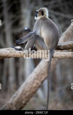 Grey Langur / Hanuman Langur, eine liebenswerte Pose! Wir können uns in der Natur sinnvoller miteinander verbinden! Mütter kümmern sich um die Natur Stockfoto