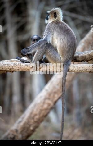 Grey Langur / Hanuman Langur, eine liebenswerte Pose! Wir können uns in der Natur sinnvoller miteinander verbinden! Mütter kümmern sich um die Natur Stockfoto