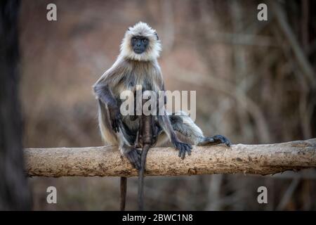 Grey Langur / Hanuman Langur, eine liebenswerte Pose! Wir können uns in der Natur sinnvoller miteinander verbinden! Mütter kümmern sich um die Natur Stockfoto