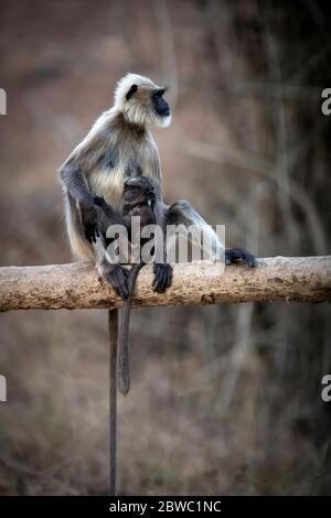 Grey Langur / Hanuman Langur, eine liebenswerte Pose! Wir können uns in der Natur sinnvoller miteinander verbinden! Mütter kümmern sich um die Natur Stockfoto