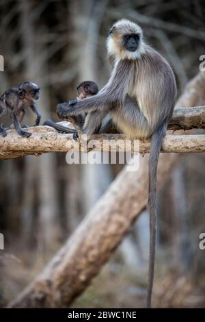 Grey Langur / Hanuman Langur, eine liebenswerte Pose! Wir können uns in der Natur sinnvoller miteinander verbinden! Mütter kümmern sich um die Natur Stockfoto