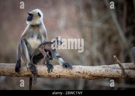 Grey Langur / Hanuman Langur, eine liebenswerte Pose! Wir können uns in der Natur sinnvoller miteinander verbinden! Mütter kümmern sich um die Natur Stockfoto