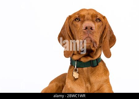 Niedlichen ungarischen vizsla Hund Kopfschuss Vorderansicht Studio Porträt. Hund trägt Haustier Kragen mit Namensschild Blick auf Kamera isoliert auf weißem Hintergrund. Stockfoto