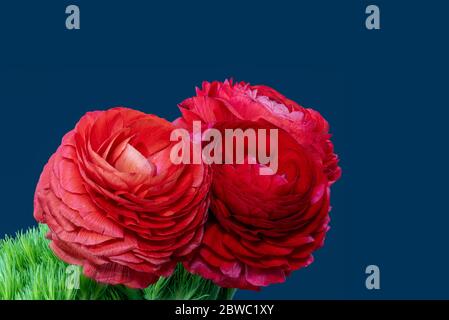 Roter Butterblumen Bouquet Makro auf grünem Gras und blauem Hintergrund mit detaillierter Textur Stockfoto