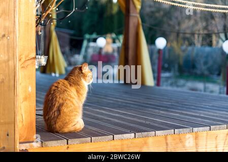 Pelzige Ingwer Katze sitzt und entspannen auf Holzterrasse Boden in den frühen Morgen, Blick auf leeren Garten Stockfoto