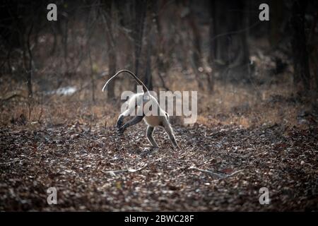 Grey Langur / Hanuman Langur, eine liebenswerte Pose! Wir können uns in der Natur sinnvoller miteinander verbinden! Mütter kümmern sich um die Natur Stockfoto