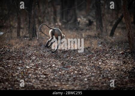 Grey Langur / Hanuman Langur, eine liebenswerte Pose! Wir können uns in der Natur sinnvoller miteinander verbinden! Mütter kümmern sich um die Natur Stockfoto