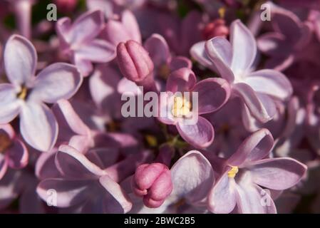 Syringa vulgaris in Blüte Stockfoto