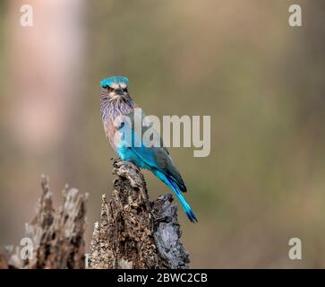 Das Ranganathittu Bird Sanctuary ein Paradies mit über 200 Arten von lebendigen und wunderschön aussehenden Vögeln und Nistreiher beherbergt Vogelvarianten Stockfoto