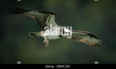 Ein Fischadler (Pandion Haliaetus), der Fische jagt Stockfoto