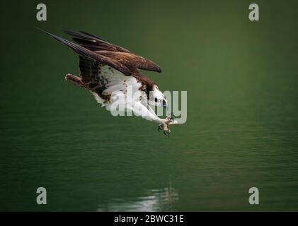 Ein Fischadler (Pandion Haliaetus), der in Wasser taucht und Fische mit ausgebreiteten gebogenen Krallen in Sindian, Taiwan, jagt Stockfoto