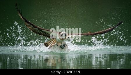 Ein Fischadler, der Fische jagt und mit seinen ausgebreiteten Flügeln aus dem Wasser in Sindian, Taipei, auftaucht Stockfoto
