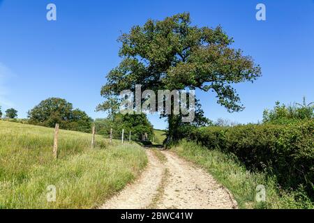 Eiche auf der Farm Gasse ,Tier, Vieh, Frühling, Sommer, Schönheit in der Natur, Wolke - Himmel, Farbbild, Devon, Vieh, im Freien, Fotografie, Stockfoto