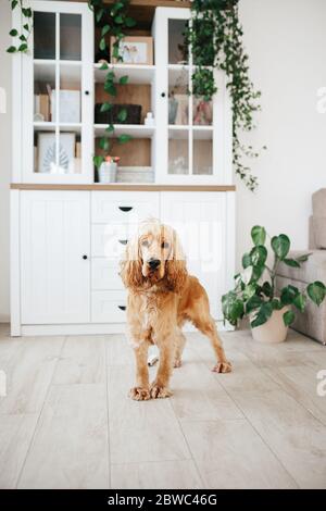 Junge englische Cocker Spaniel Hund im Wohnzimmer zu Hause. Vertikales Foto Stockfoto