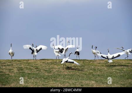 Qiqihaer, Qiqihaer, China. Mai 2020. HeilongjiangÃ¯Â¼Å'CHINA-Feuchtgebiet in zhalong National Nature Reserve, heilongjiang Provinz, 5. Mai 2020. Es ist ein ideales Paradies für Rotkronenkräne und andere seltene Watvögel zu züchten und gedeihen. Quelle: SIPA Asia/ZUMA Wire/Alamy Live News Stockfoto