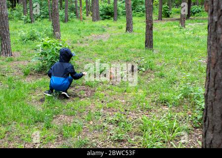 Junge füttert Eichhörnchen im Wald Stockfoto