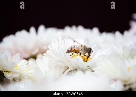 Bienenmakro auf weißen schönen Chrysantheme Blume mit schwarzem Hintergrund. Kopieren Sie Spase Stockfoto