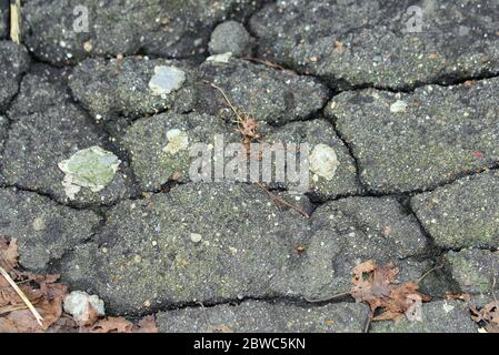 Alte schwarze rissige Asphalt mit trockenen Blättern. Abgenutzte Fahrbahn. Die Textur des Asphalts. Stockfoto