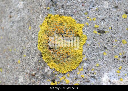 Schöne hellgrüne Flechten an einer Betonwand. Grünes Moos auf Stein in Form eines ovalen Flecks. Die Textur der Flechten. Stockfoto