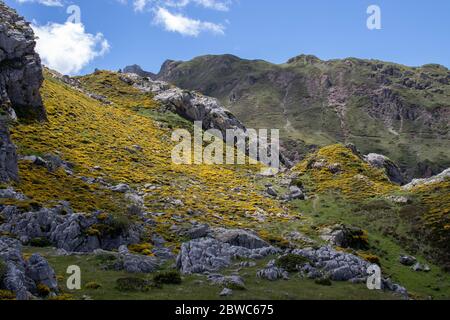 Genista occidentalis in Blüte. Frühling Berglandschaft mit gelben Blumen. Calabazosa See im Somiedo Nationalpark, Spanien, Asturien. Stockfoto
